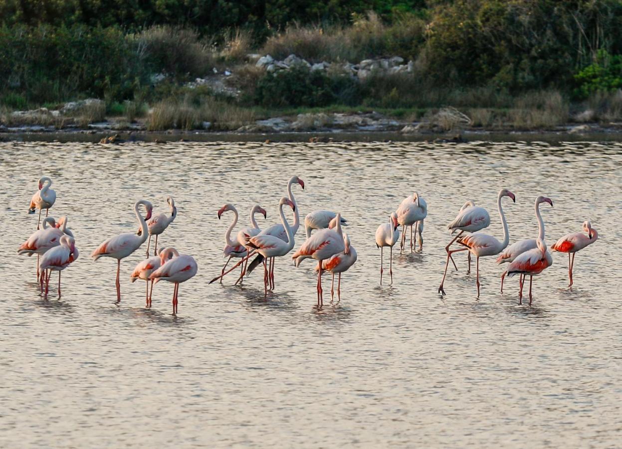 Masseria Scaledda Manduria Kültér fotó
