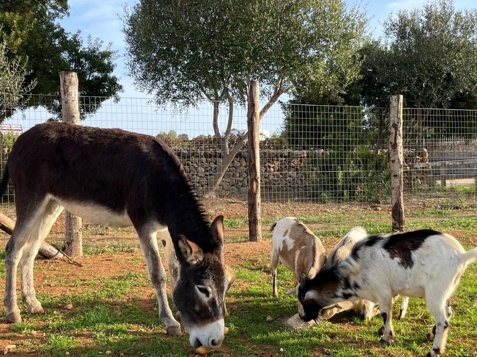 Masseria Scaledda Manduria Kültér fotó